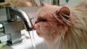 Какво да правите, ако котката не яде, пие само вода и спи